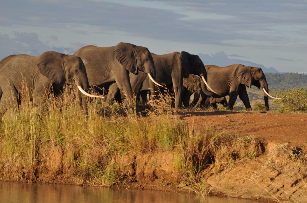 Elephants in Mikumi National Park