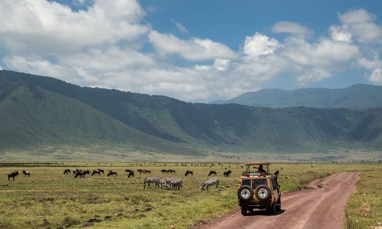Safari vehicle on a dirt road with zebras and wildlife in Ngorongoro Conservation Area