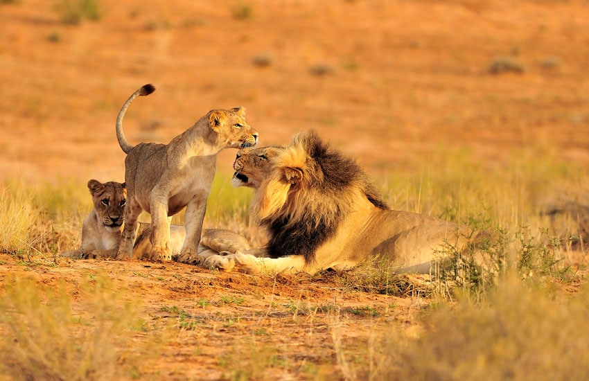 Lions in Ruaha National Park