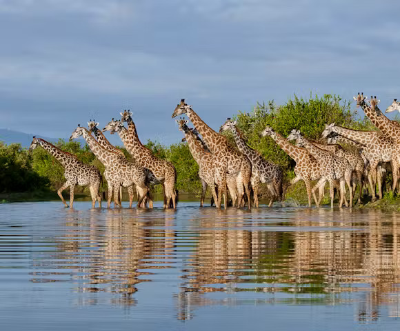Giraffes in Selous Game Reserve