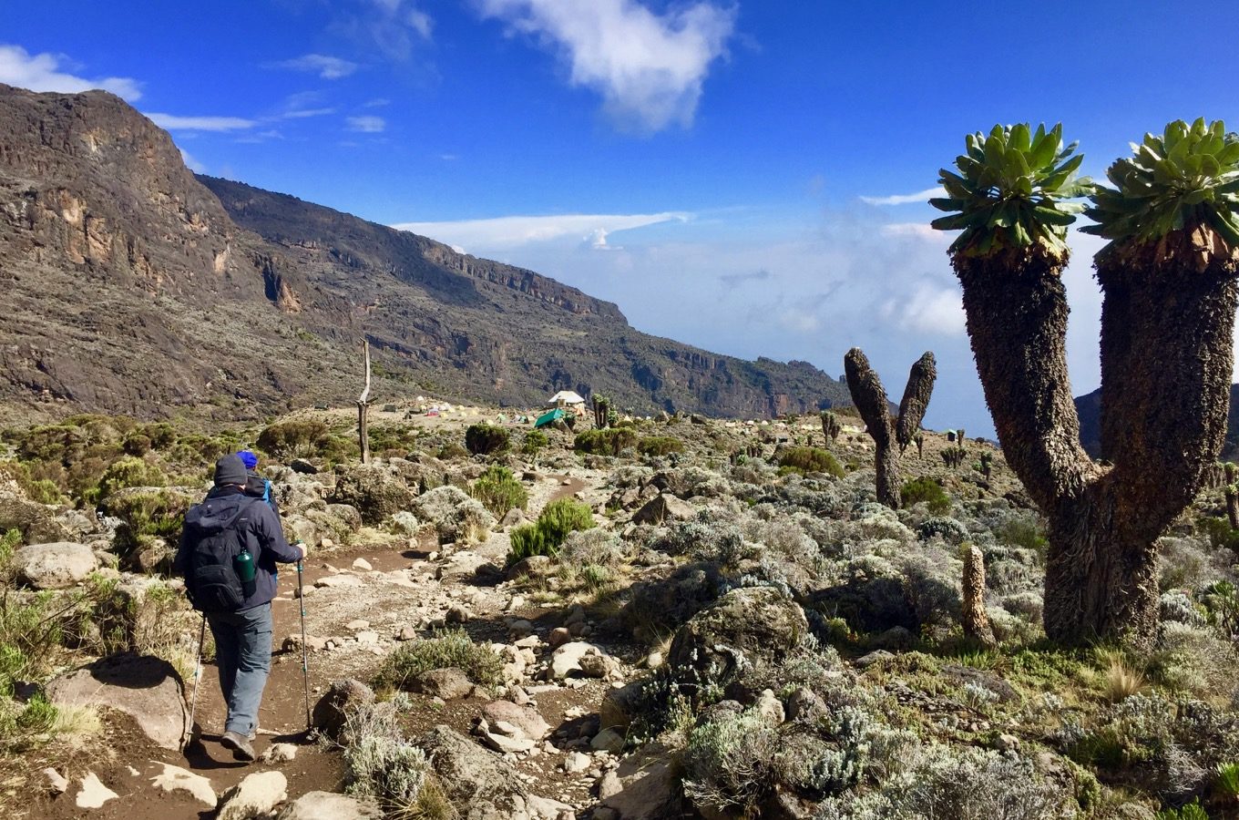 Machame Route Landscape with Giant Groundsels