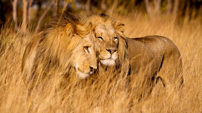 Two male lions in the golden grass of Serengeti National Park