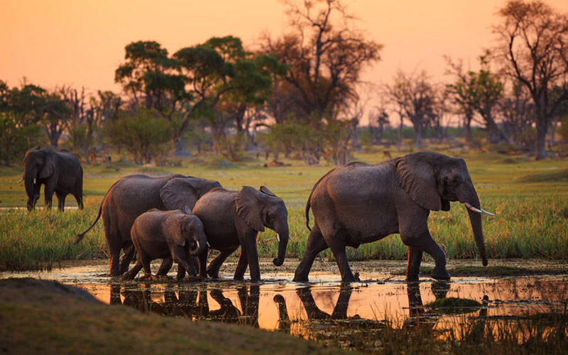 Family of elephants crossing water at sunset in Tarangire National Park